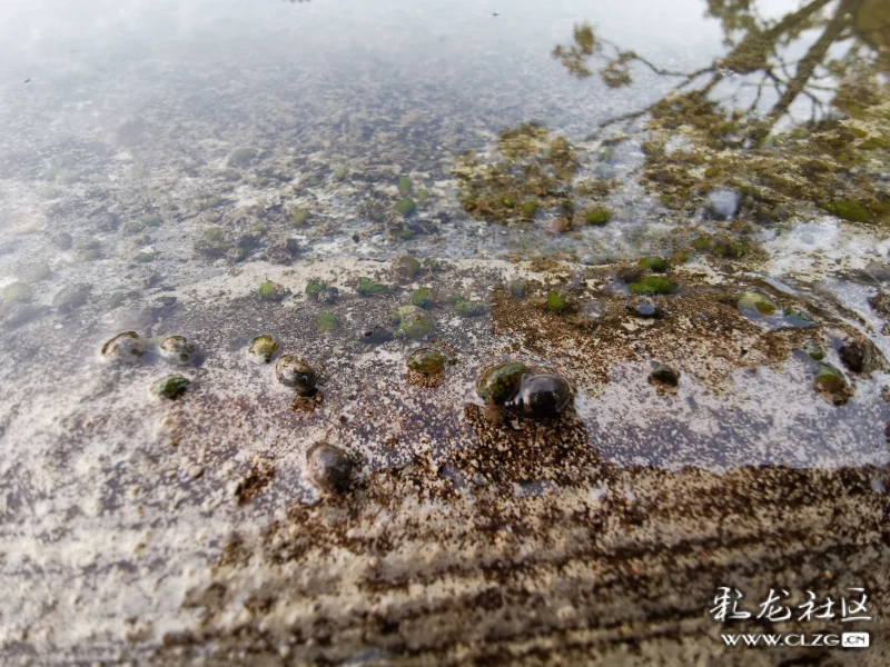 滇池北岸发现数不清的滇池螺蛳宝宝