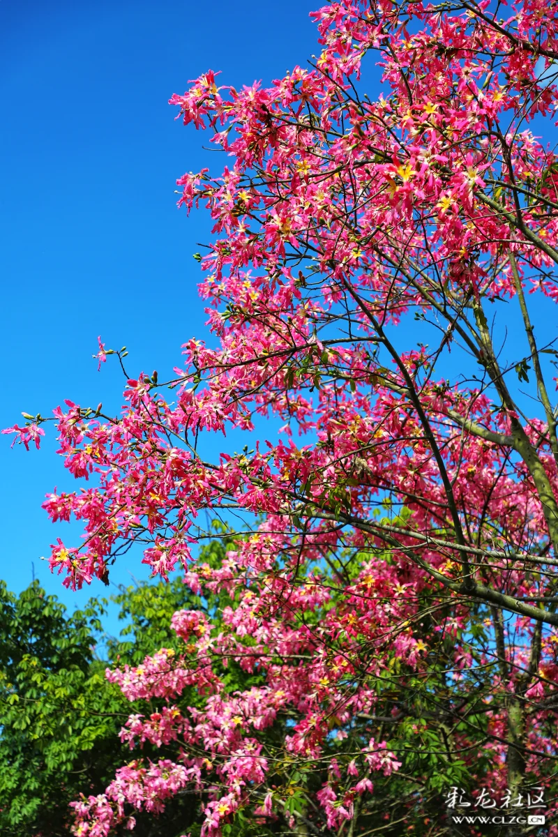 满树姹紫,如火嫣红,美丽异木棉花.-彩龙社区