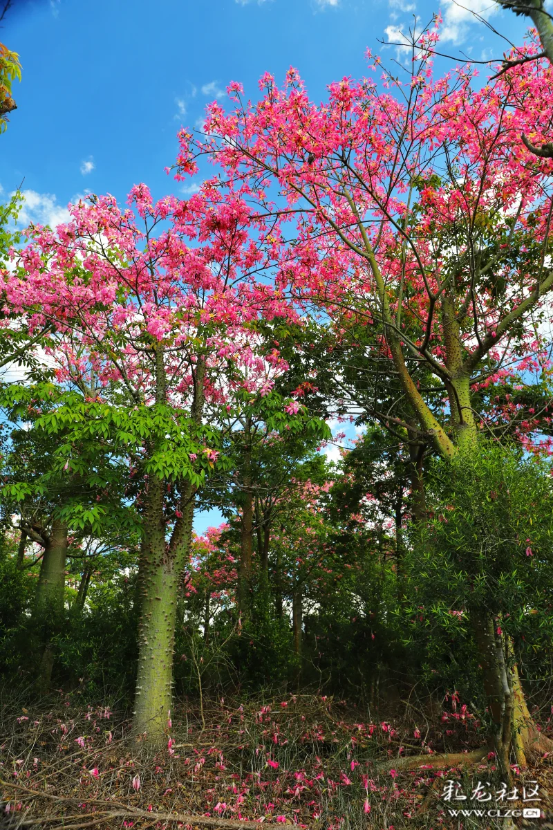 满树姹紫如火嫣红美丽异木棉花