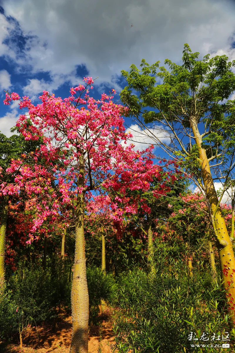 满树姹紫如火嫣红美丽异木棉花