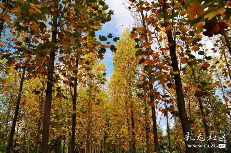 这个冬季仿佛停留在暖暖的梧桐林