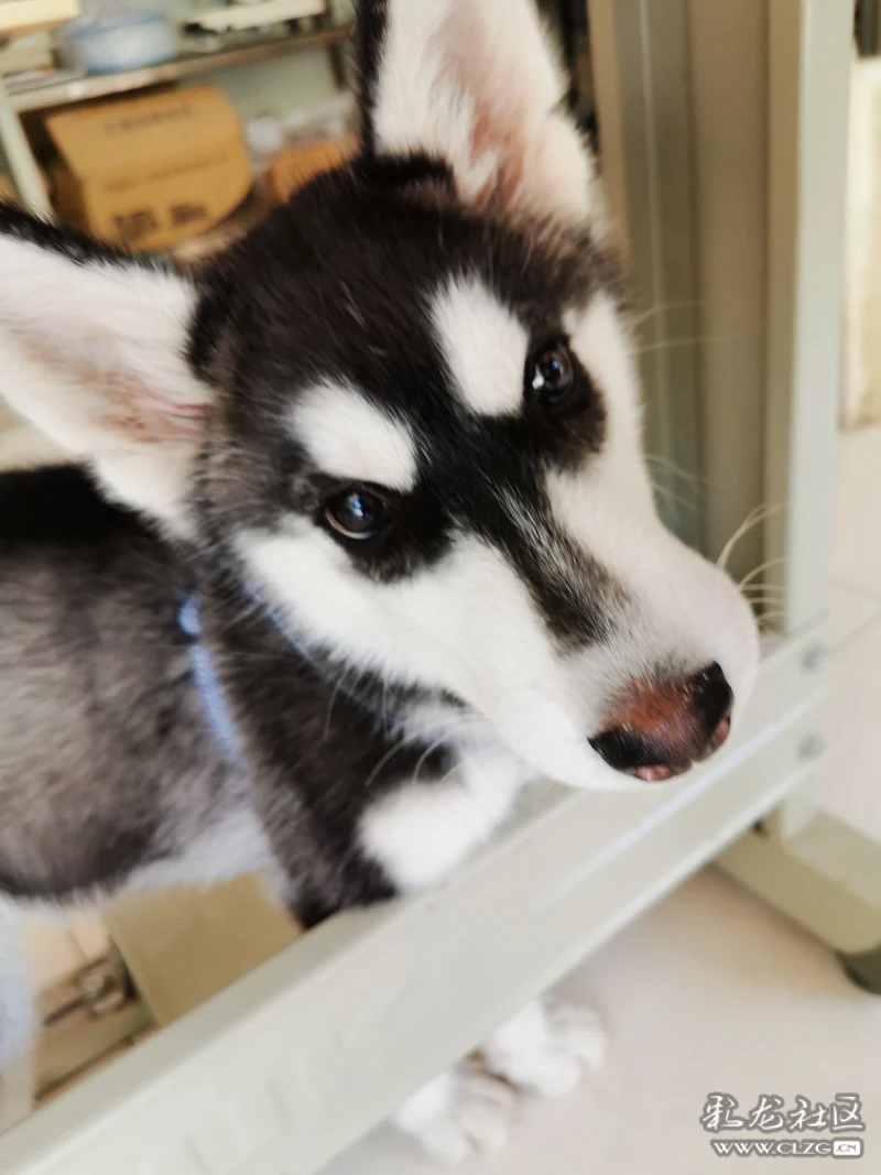 家有二哈初长成