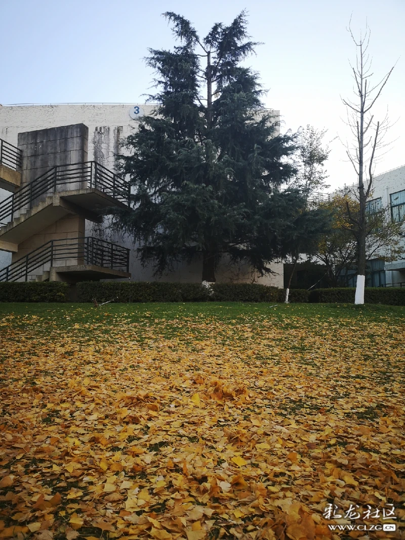 昆明学院洋浦校区的美丽银杏