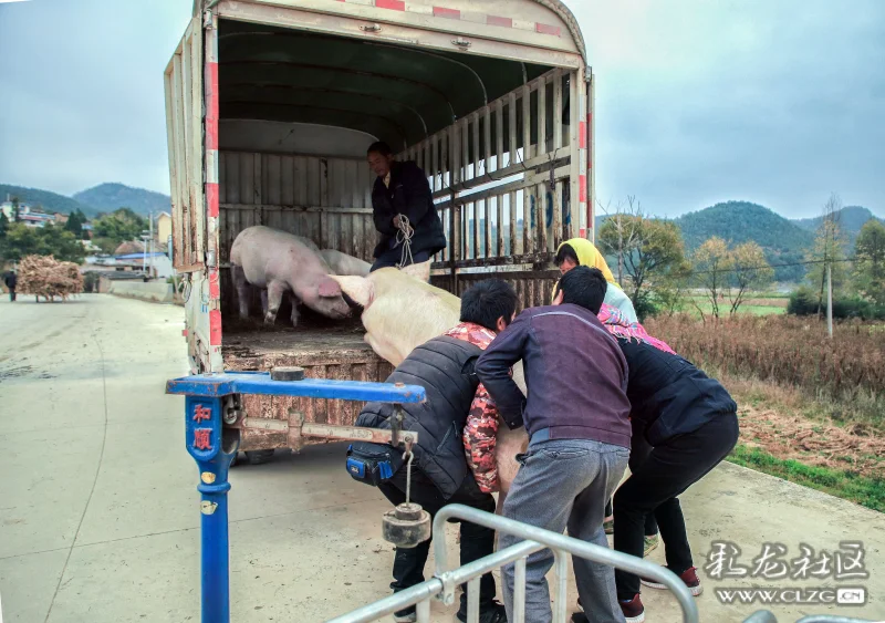 收猪采风纪实用一组照片讲叙一段故事