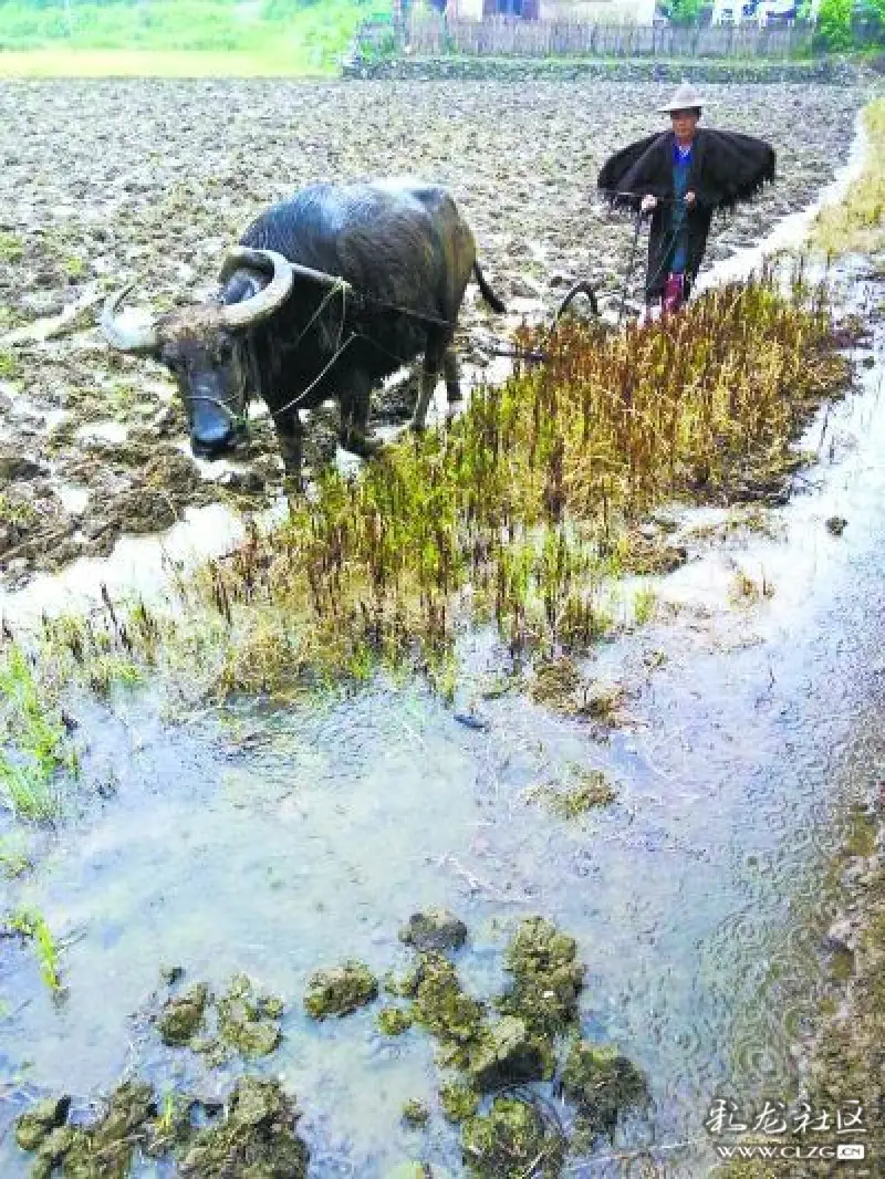 犁牛奋命春泥软,换得秋禾足食羹.