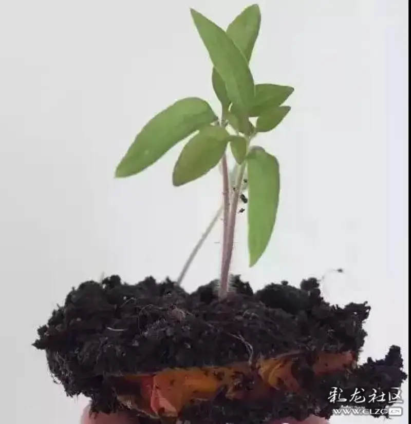 十,再把已经发芽的番茄厚片,连土一起挖出来; 十一,再把番茄苗种植到