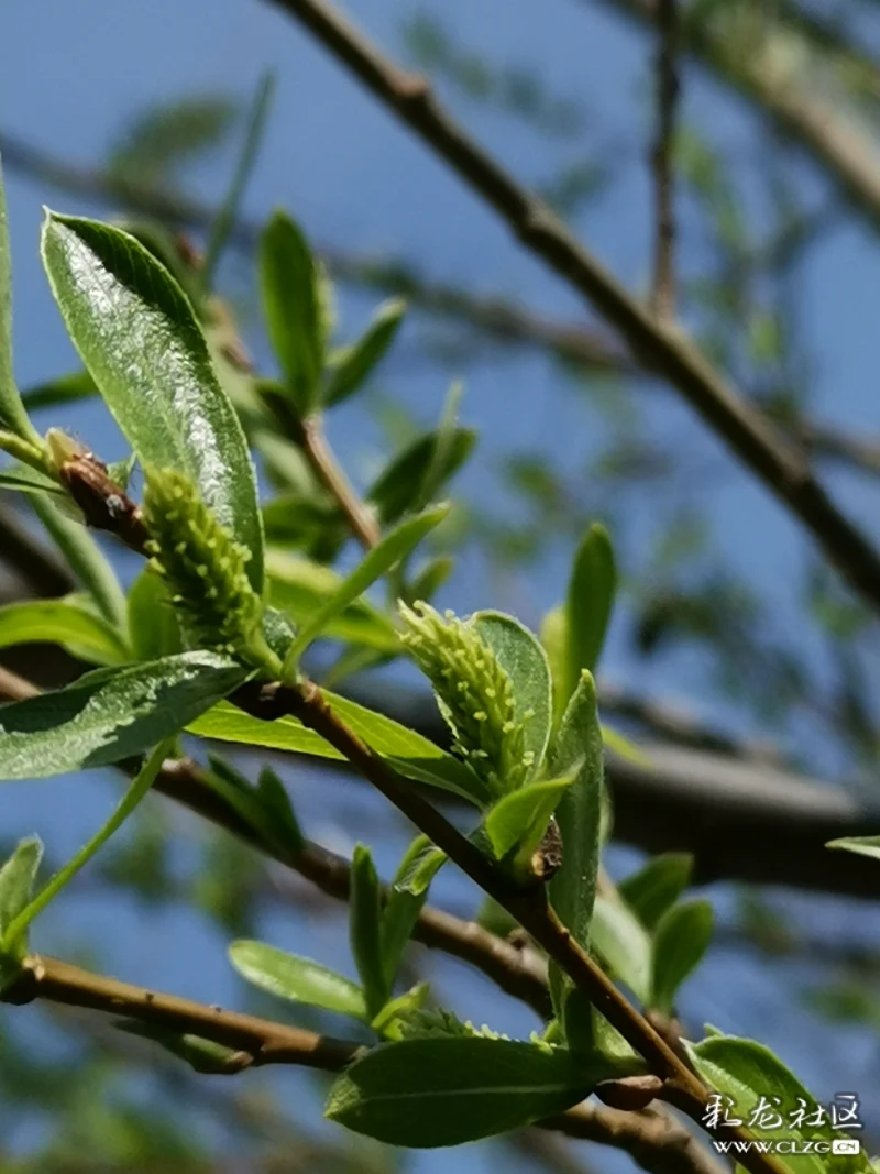 发芽的柳枝-彩龙社区