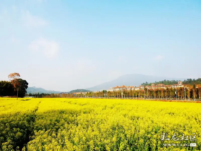 走进云南安宁温泉白塔村油菜花田