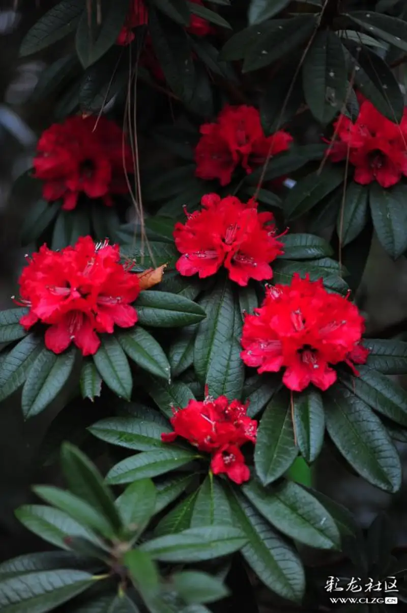 云赏花系列十一马缨花疑是口中血滴成枝上花