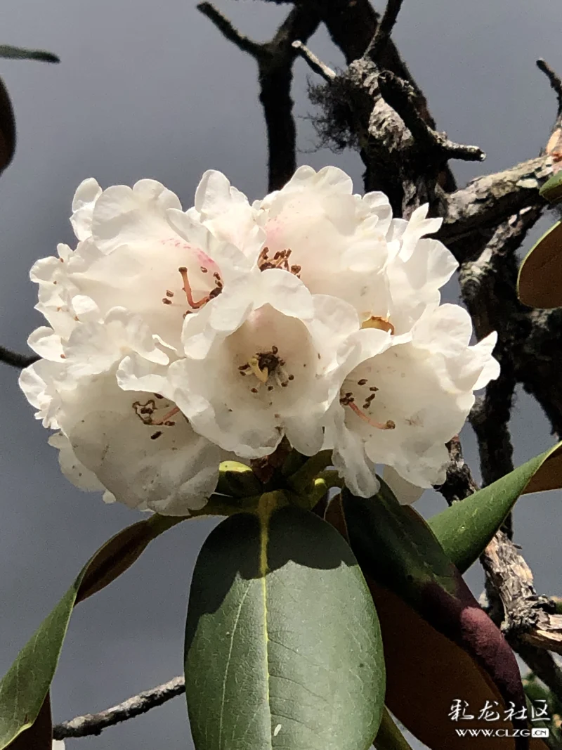 云赏花系列十一马缨花疑是口中血滴成枝上花