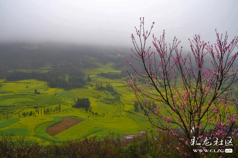 雲裡霧裡看見的依然是漫山遍野的油菜花.