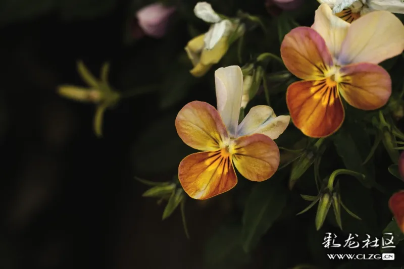 云赏花系列十五堇秀春天淡妆浓抹