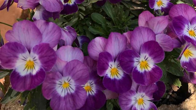 卧龙-卧龙(q33482)_彩龙社区