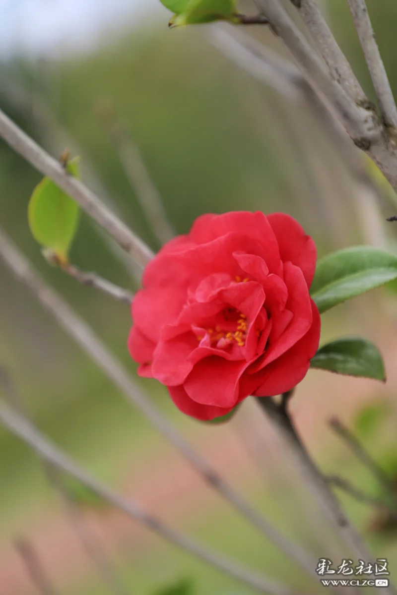 春天里的一抹红