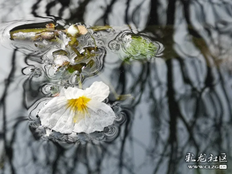 其貌不扬的海菜花,在清澈的溪流中,水流与花突然形成了独特的画面