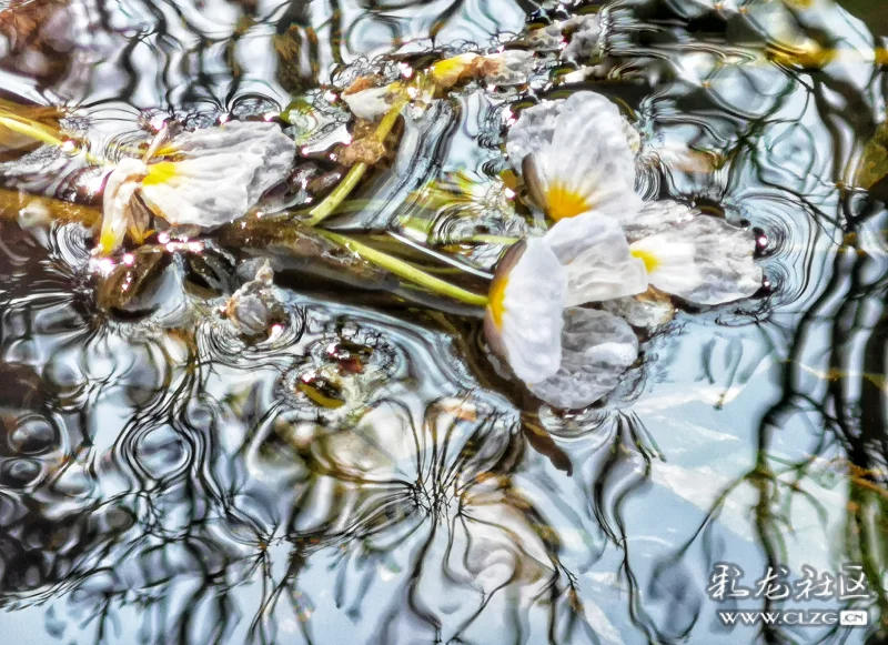 其貌不扬的海菜花,在清澈的溪流中,水流与花突然形成了独特的画面