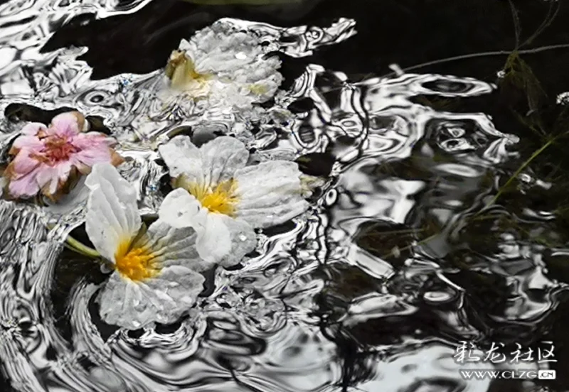 其貌不扬的海菜花,在清澈的溪流中,水流与花突然形成了独特的画面