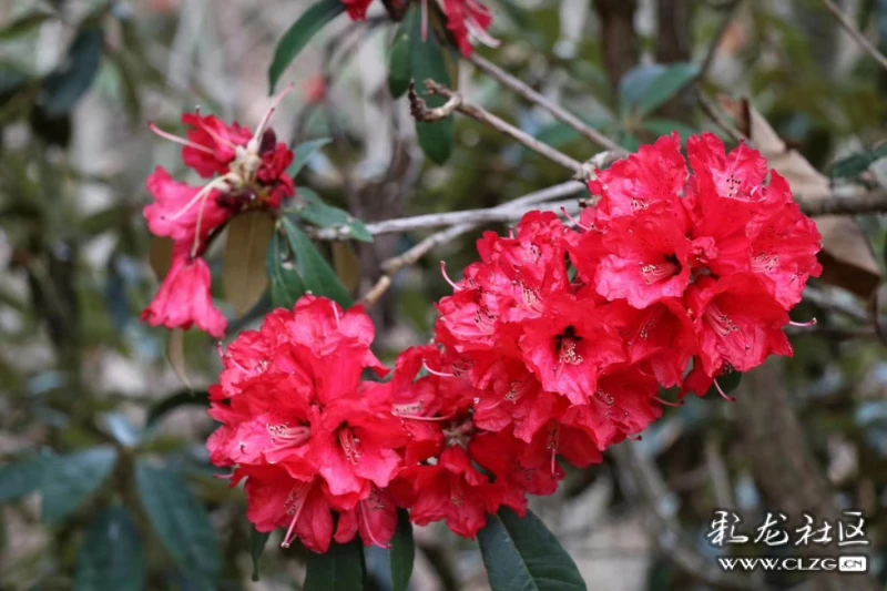 高山杜鹃在云岭高原怒放为国内游吹响了号角