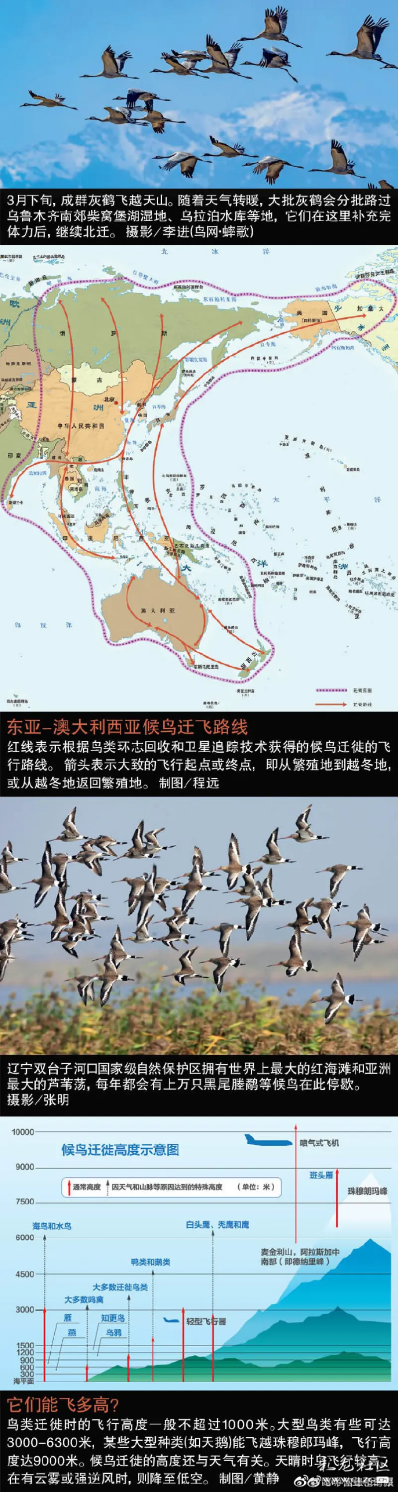 目前已知的全球共有9条主要的候鸟迁徙路线俄罗斯贝加尔湖外蒙古