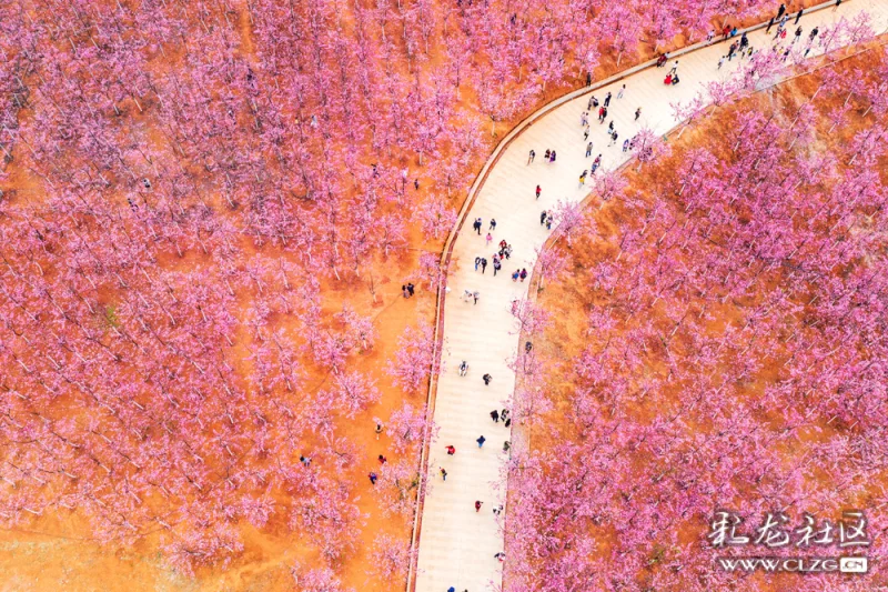 浪漫樱花谷