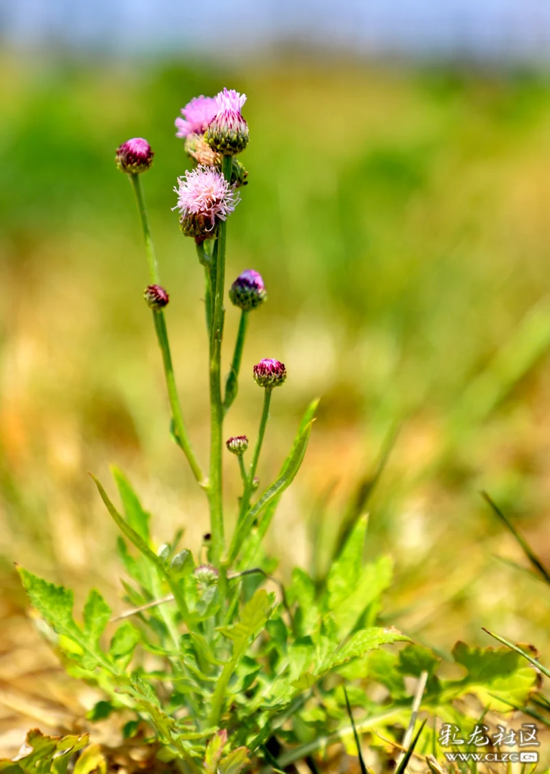 每日一花之泥胡菜花-彩龙社区
