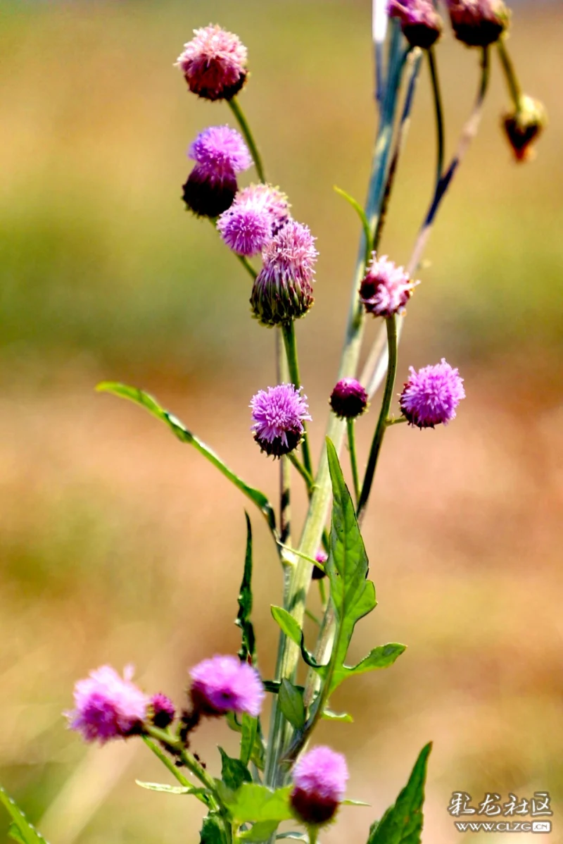 每日一花之泥胡菜花-彩龙社区