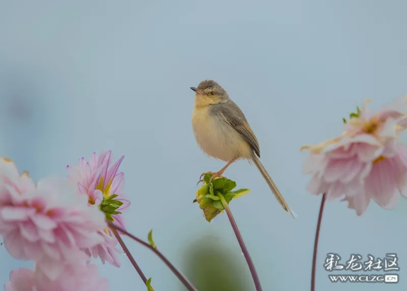 春城飞花令之花与鸟