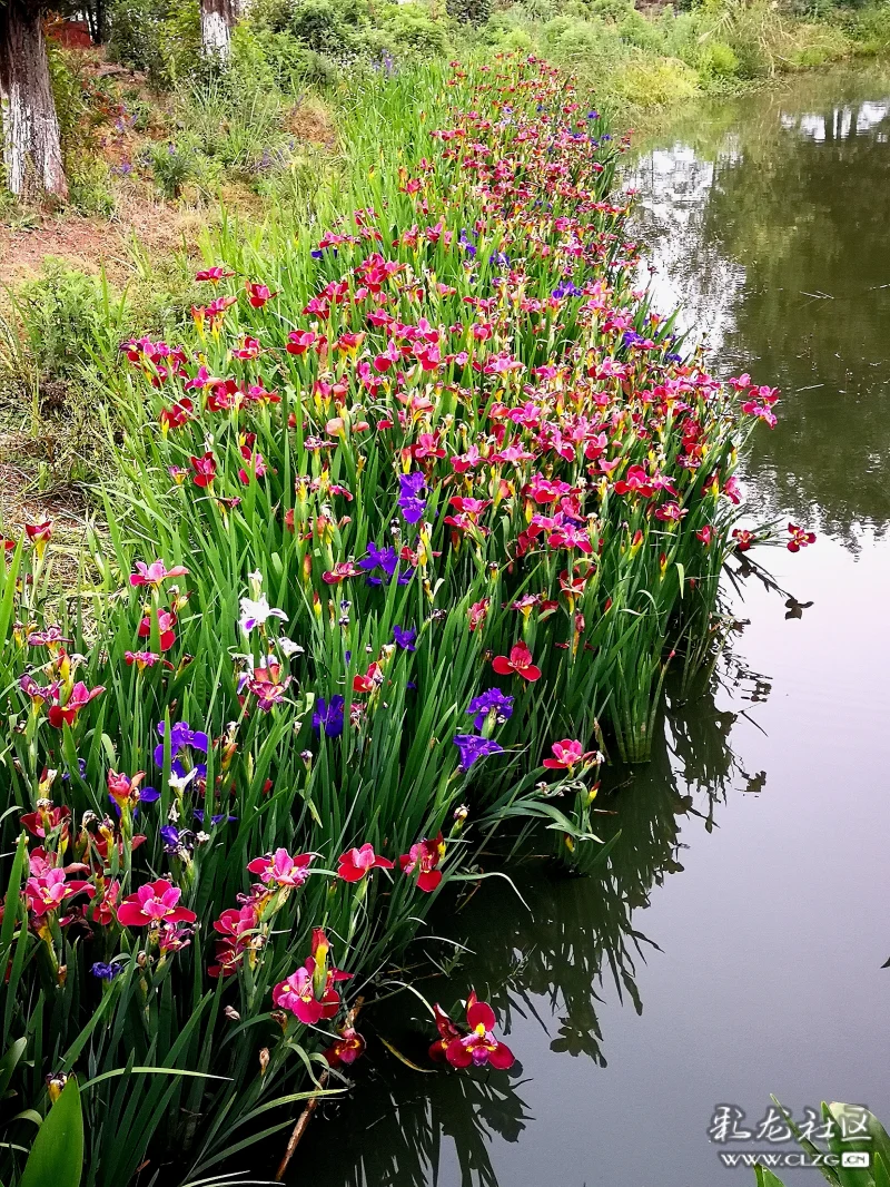 水边盛开的鸢尾花