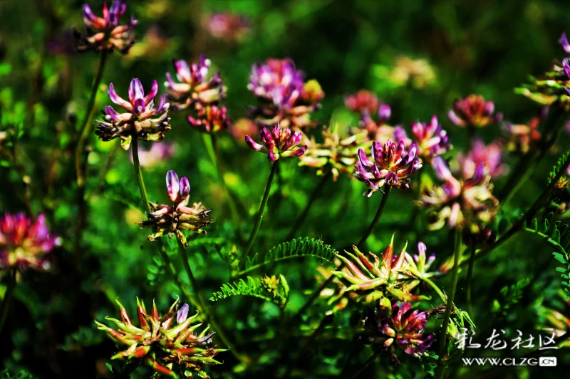 每日一花之地八角花