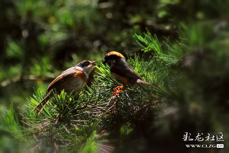 树上鸟儿成双对黄梅戏 clzg_content&clzg_scale=1024,683