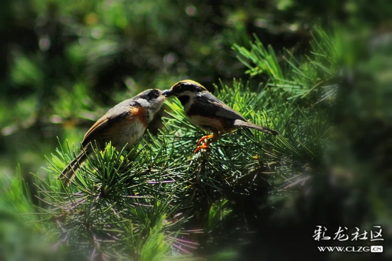 树上鸟儿成双对黄梅戏 clzg_content&clzg_scale=1024,682