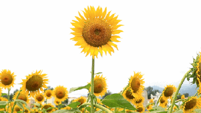 五一小长假,5月1日-5月5日向阳花海盛大绽放,是最佳观赏期参加向日葵