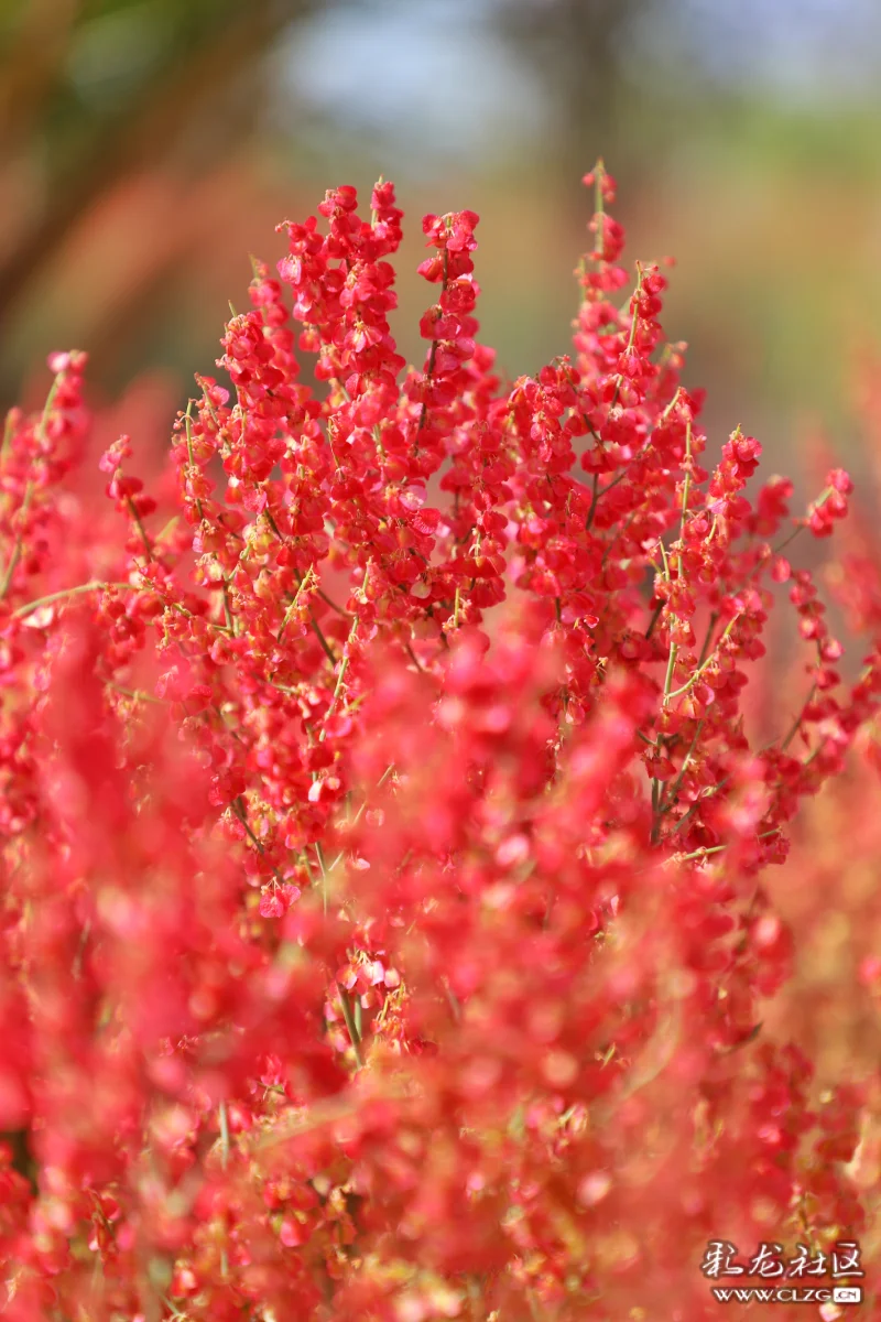 每日一花之酸模花