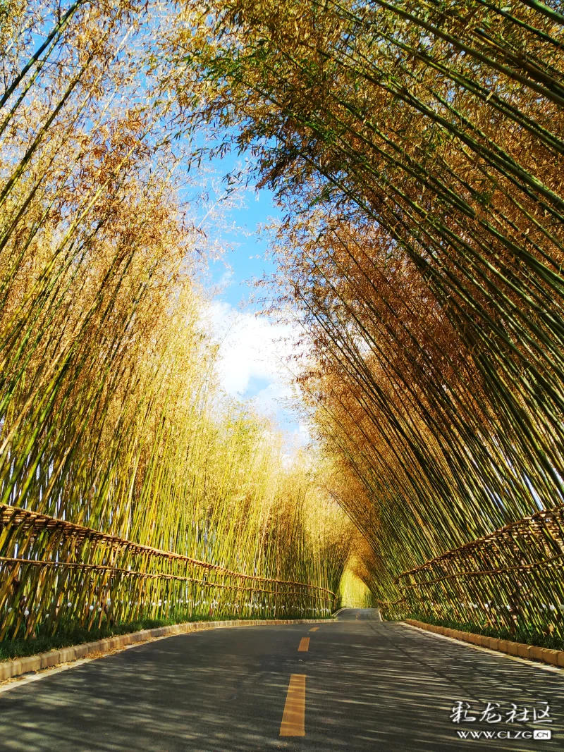 2020发现云南之美竹林步道