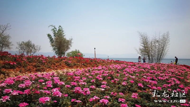 广龙抚海湾湿地花海 彩龙社区 广龙抚海湾湿地花海 彩龙社区