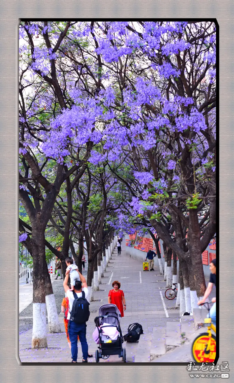 春城路上的篮花楹