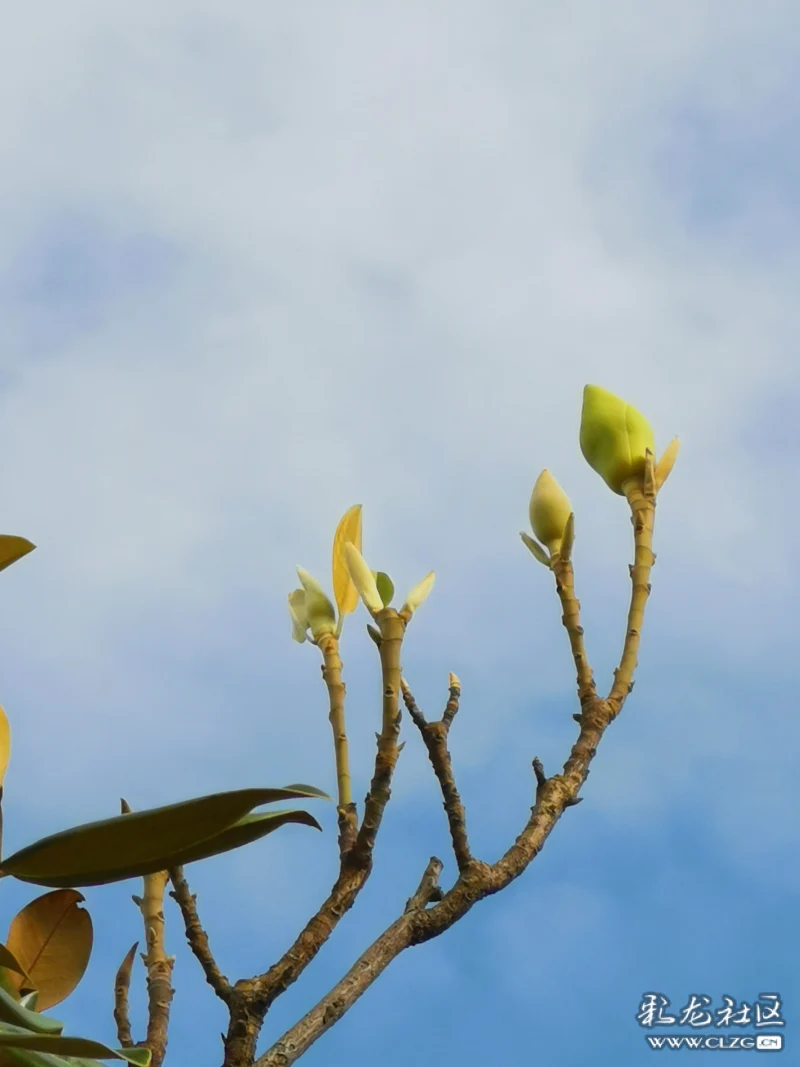 玉兰的种类很多这个是山玉兰