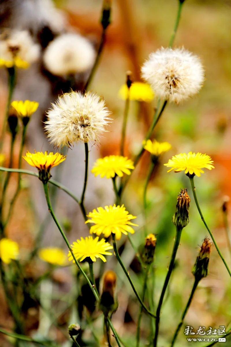 每日一花之苦苣菜花