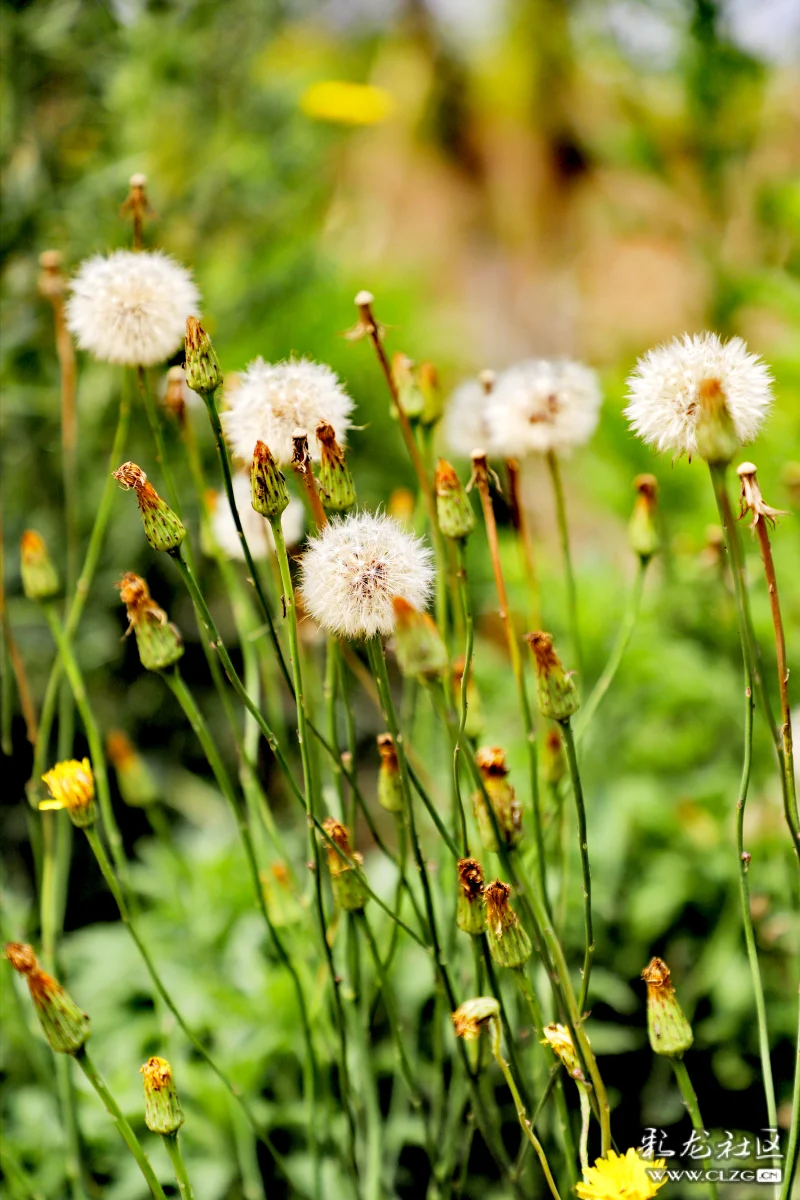 每日一花之苦苣菜花