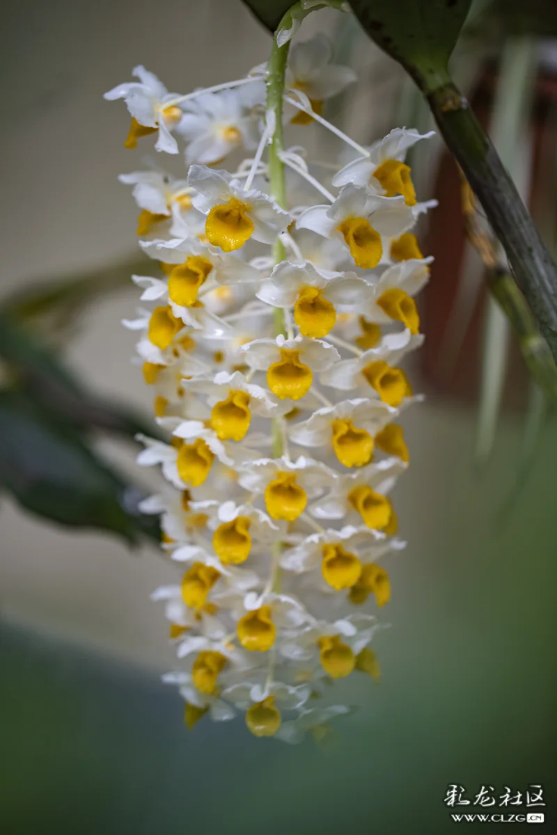 球花石斛花开晶莹剔透
