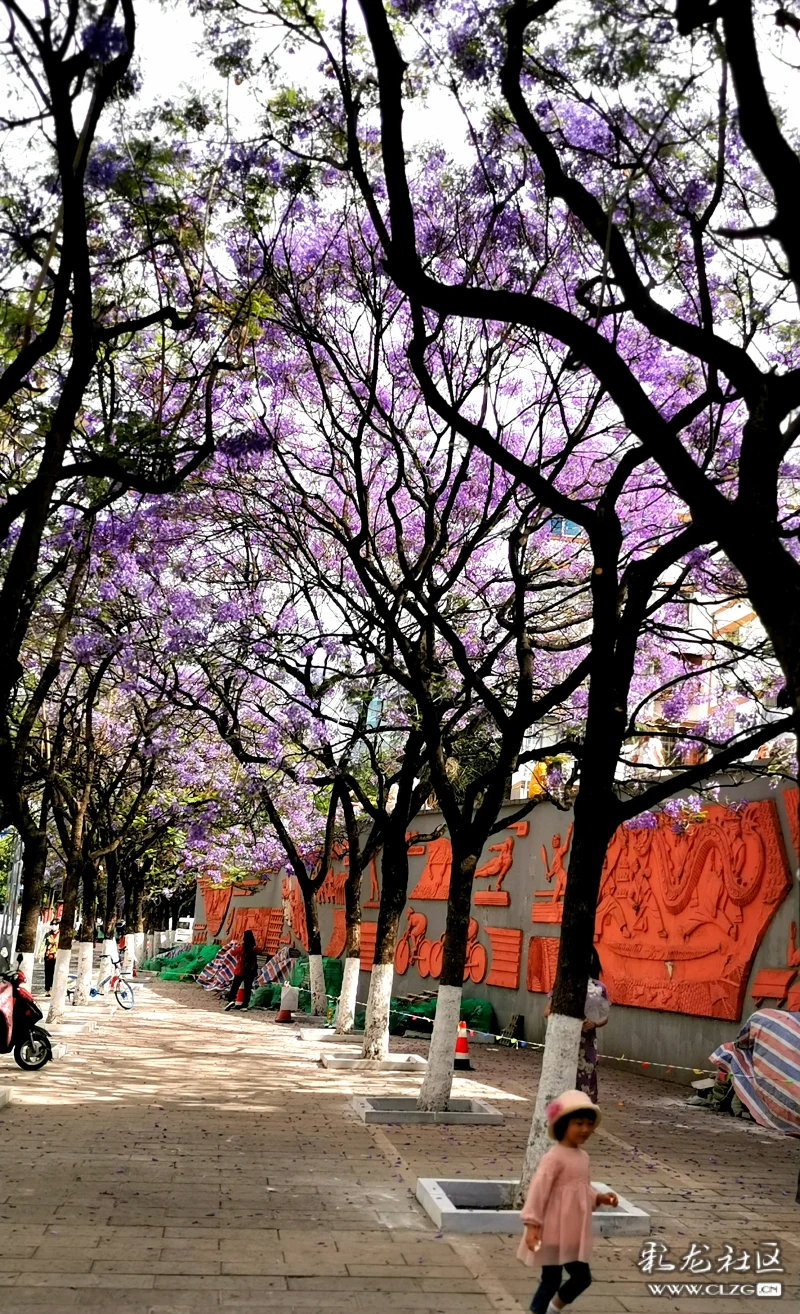 共享夢幻花街藍花楹