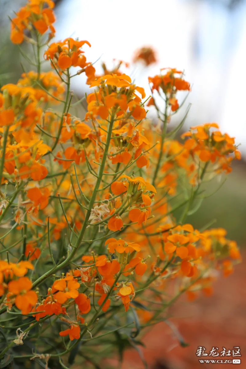 每日一花之糖芥花