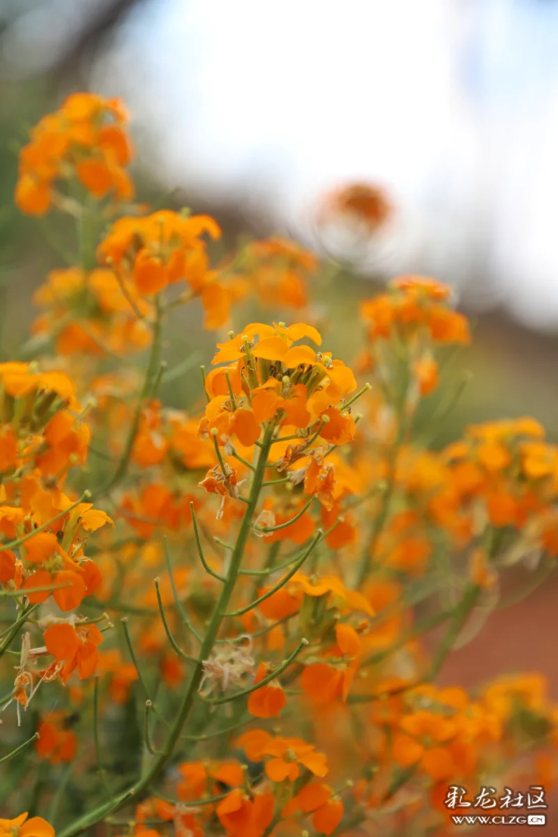 每日一花之糖芥花