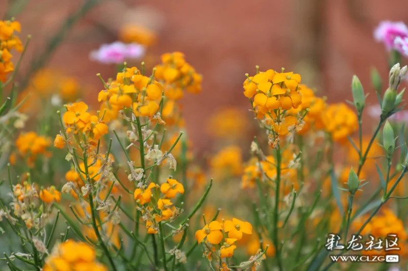 每日一花之糖芥花