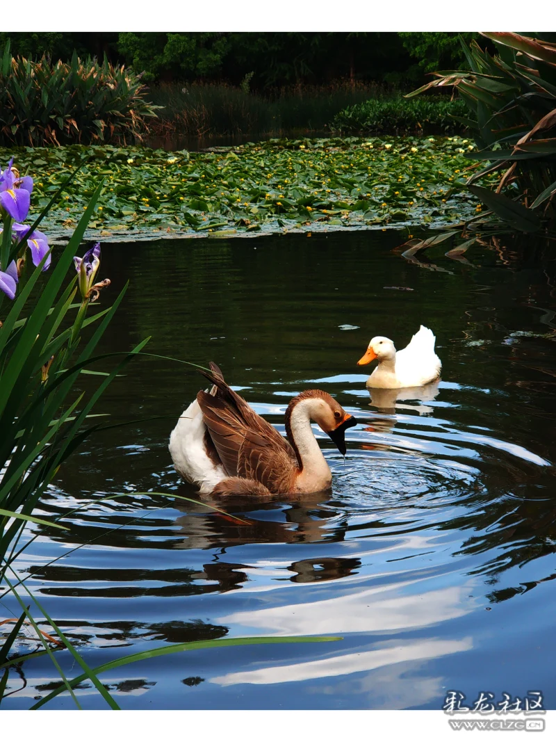 池塘边的小女孩和鹅,鸭子-彩龙社区