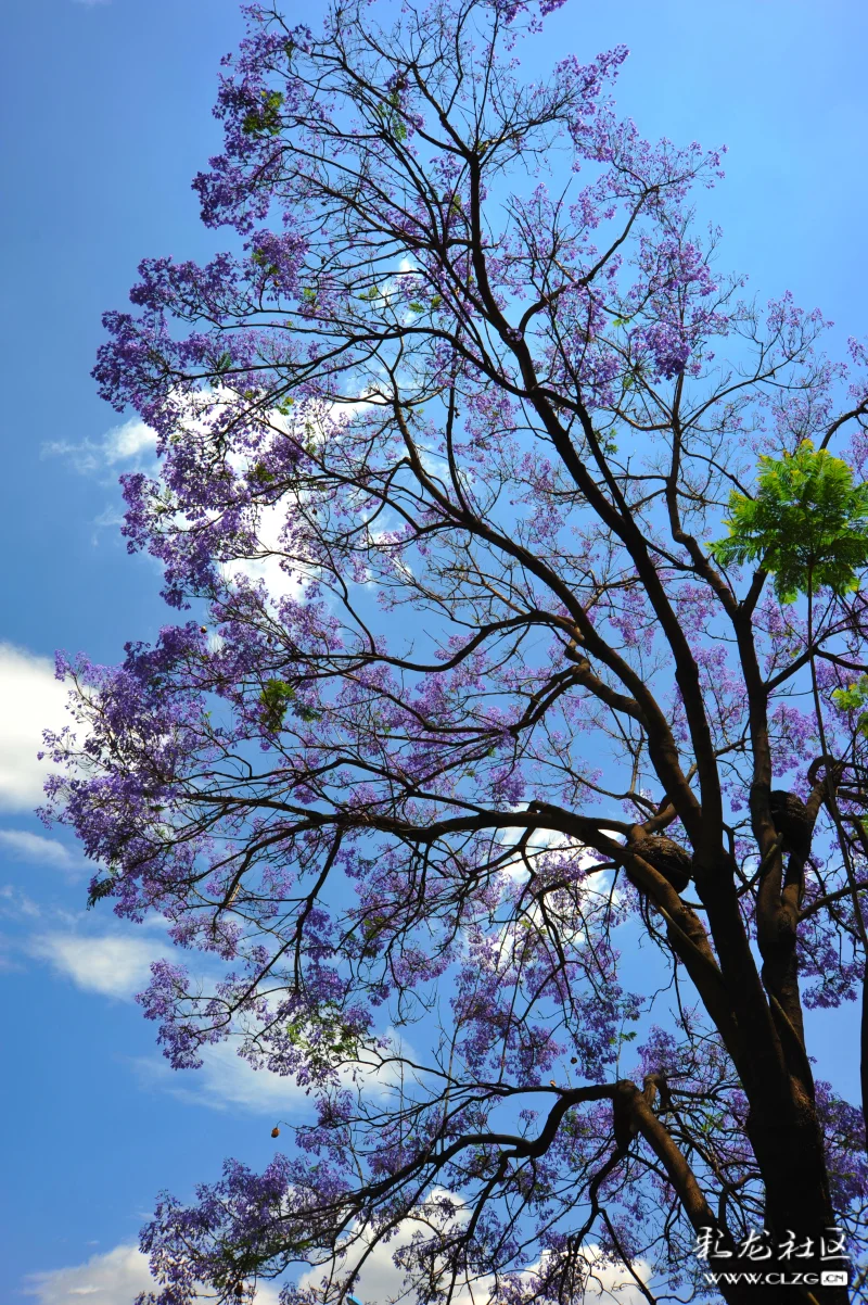 蓝花楹飘香在初夏的昆明!-彩龙社区