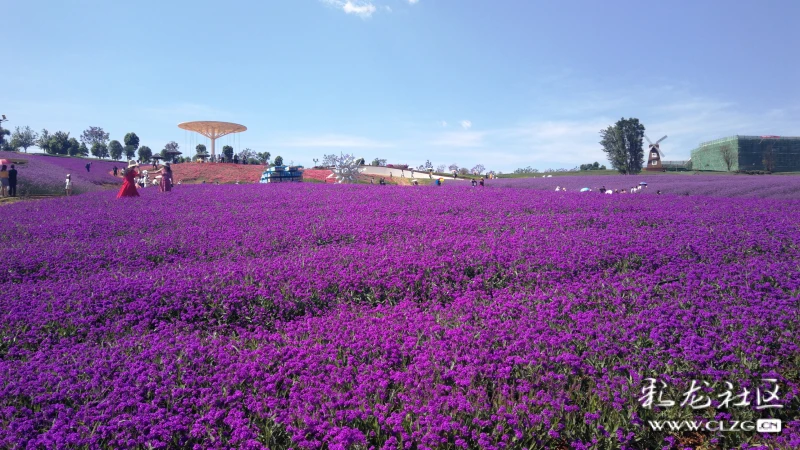 弥勒又一花海小镇东风韵美翻天