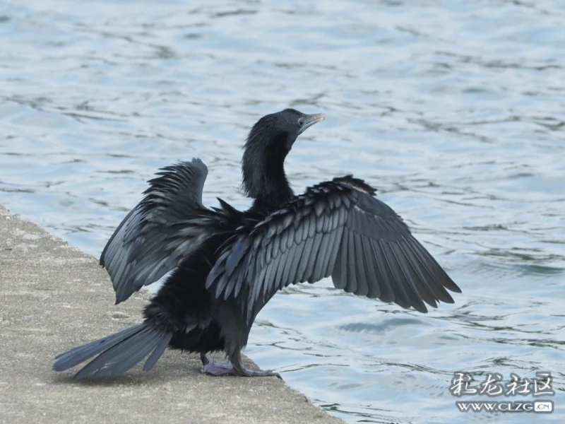 黑颈鸬鹚