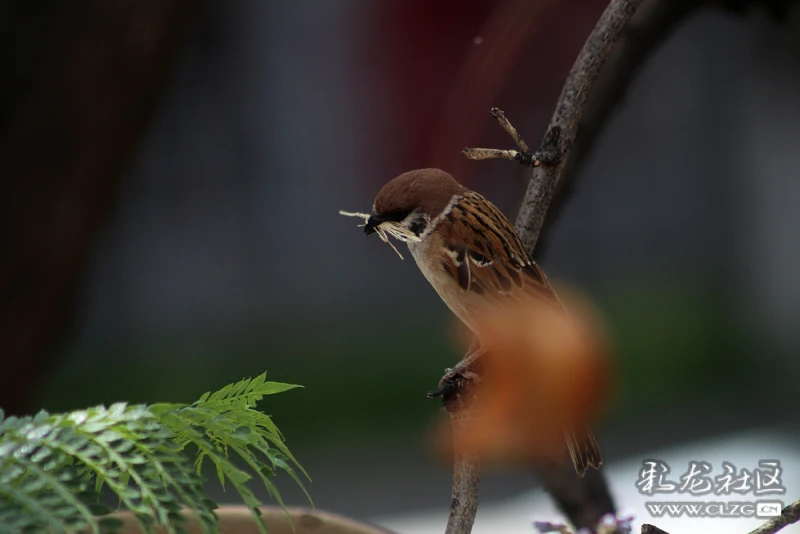蓝花楹上的小谷雀