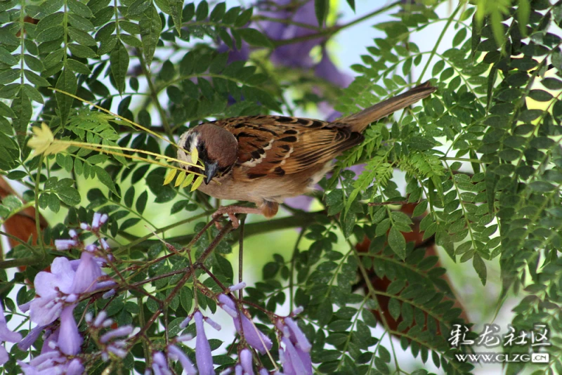 蓝花楹上的小谷雀
